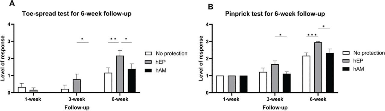 Functional assessment of sciatic nerve regeneration was done using Toe-Spread and Pinprick tests in the 6-week study at 1, 3, and 6-week study points. (a) Motor recovery (Toe-Spread test) revealed no significant response at 1 week, but the hEP group showed significant improvement by 3 weeks and the highest motor response at 6 weeks. (b) Sensory recovery (Pinprick test) showed significantly better outcomes in the hEP group at 3 weeks and 6 weeks compared with the No protection and hAM groups, with the hEP group demonstrating the highest response at 6 weeks. Data are presented as mean ± SEM, with significance indicated as *p < 0.05, **p < 0.01, ***p < 0.001, ****p < 0.0001. hAM, human amniotic membrane; hEP, human epineural patch; SEM, standard error of the mean.