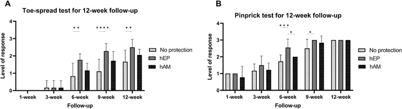 Functional assessment of sciatic nerve regeneration was done using Toe-Spread and Pinprick tests in the 12-week study at 1, 3, 6, and 12-week study points. (a) Motor recovery (Toe-Spread test) showed minimal response across all groups at 3 weeks. By 6 weeks, the hEP group maintained significantly higher response levels than the No protection group. By 9 weeks, the hEP group outperformed both groups, though statistical differences were observed for No protection. At 12 weeks, the hEP group achieved the highest recovery, significantly outperforming the No protection group. (b) Sensory recovery (Pinprick test) revealed that the hEP group had significantly higher responses at 6 weeks and 9 weeks than the other groups, with comparable recovery observed across all groups by 12 weeks. Data are mean ± SEM, with significance marked as *p < 0.05, **p < 0.01, ***p < 0.001, and ****p < 0.0001. hAM, human amniotic membrane; hEP, human epineural patch; SEM, standard error of the mean.