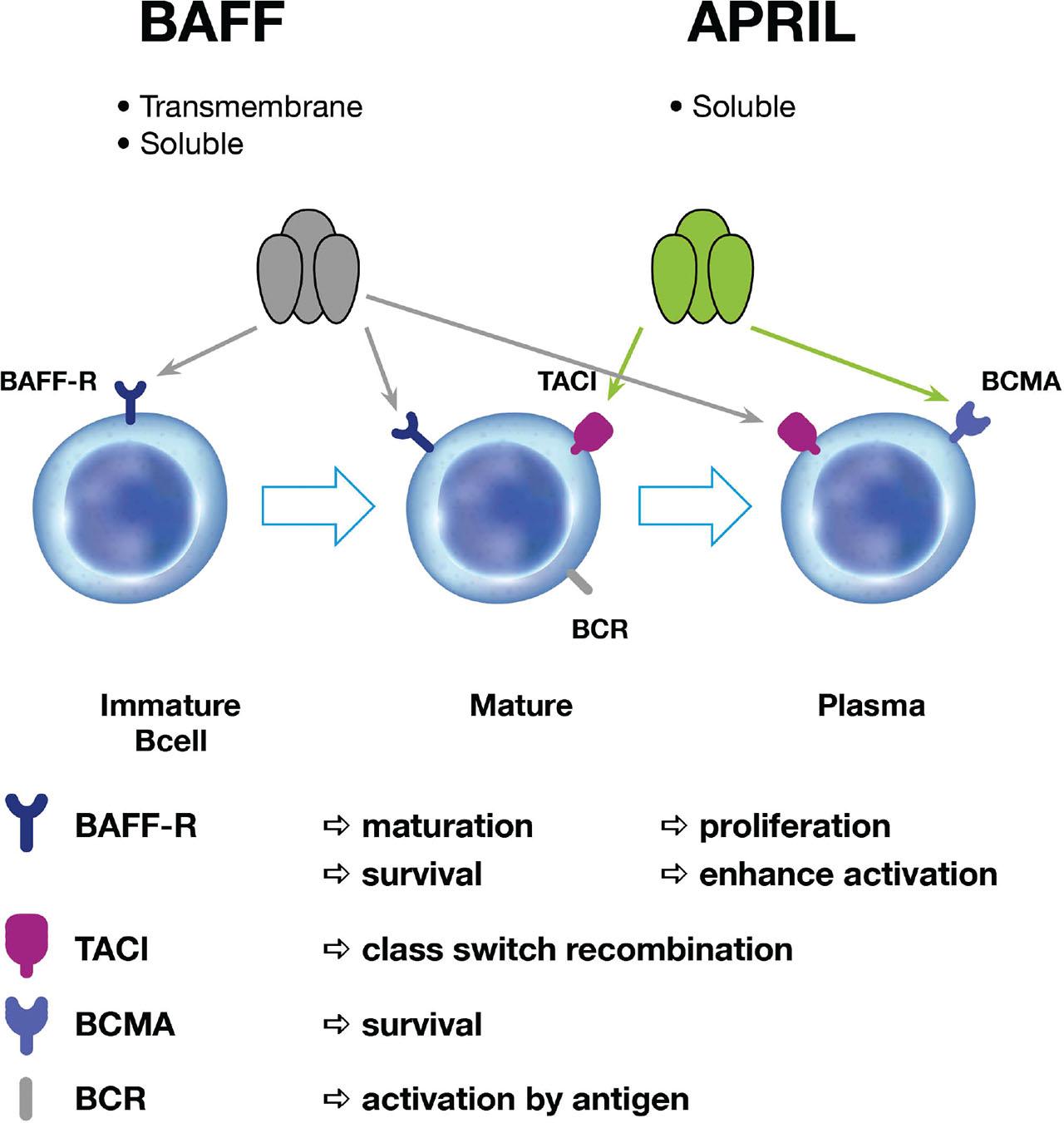 The overall view on the roles of BAFF and APRIL in B lymphocyte life-cycle. APRIL, A PRoliferation-Inducing Ligand; BAFF, B-cell-activating factor; BAFF-R, BAFF receptor; BCMA, B-cell maturation antigen; BCR, B-cell receptor; TACI, Transmembrane activator and calcium-modulator and cyclophilin ligand interactor.
