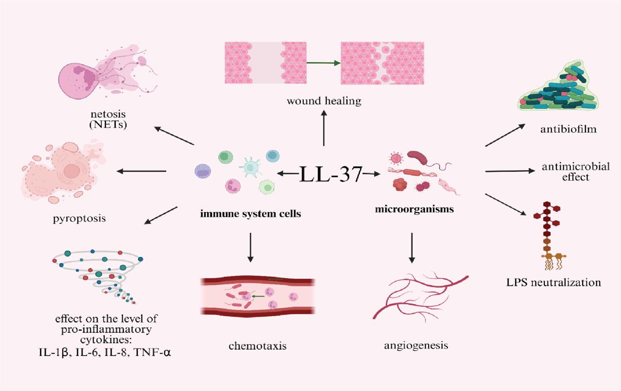 The pleiotropic function of human cathelicidin LL-37. In the extracellular environment, the LL-37 peptide has various functions resulting from its ability to activate certain plasma membrane receptors and/or to insert into the plasma membrane, thereby disrupting the integrity of the plasma membrane. LL-37 may also interact with substances that build microbial cells and components of the biofilm matrix. IL, interleukin; LPS, lipopolysaccharide; NETs, neutrophil extracellular traps; TNF-α, tumor necrosis factor-α.