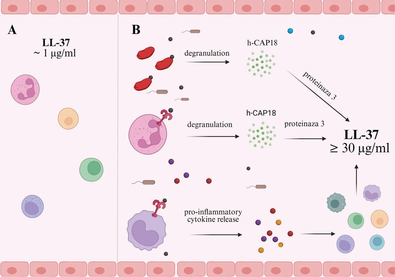 Scheme of LL-37 peptide expression by immune cells during homeostatic balance (A) and during sepsis (B).