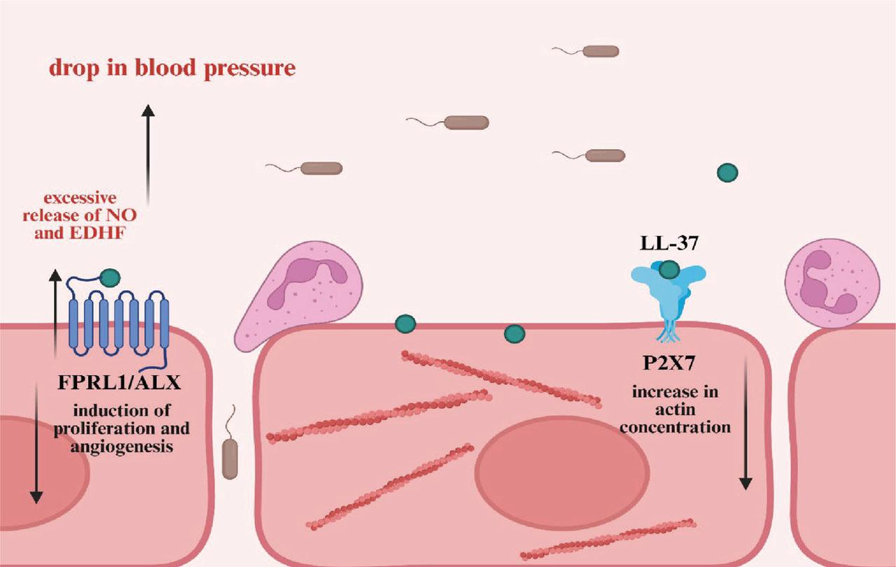 Ability of the peptide LL-37 to regulate the stiffness and cytoskeleton organization of the endothelial cell. EDHF, endothelium-derived hyperpolarizing factor; FPRL1/ALX, formyl peptide receptor-like 1/lipoxin A4 receptor; NO, nitric oxide; P2X7/purinergic channel receptor.
