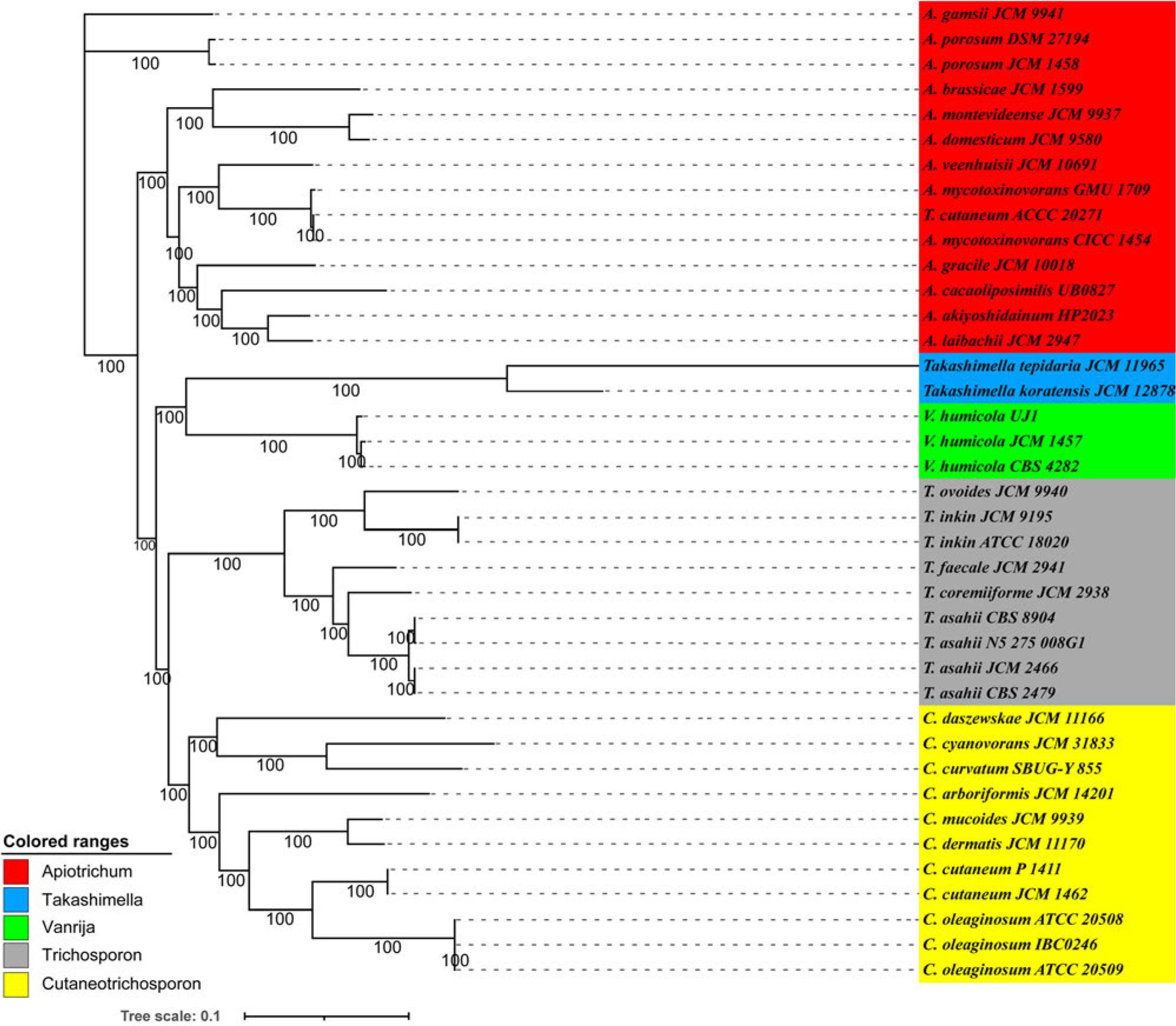 A phylogenomic analysis of the thirty-seven members of the Trichosporonaceae family, conducted using the maximum likelihood (ML) method. The ML tree was constructed based on the concatenated non-gapped sites from multiple whole-genome alignments. The branch length of this tree represented the evolutionary distance on the tree scale. The phylogenetic analysis was conducted using raxmlHPC-PTHREADS-AVX (v8.2.13), utilizing the GTRGAMMA model and 1,000 bootstrap replicates. The genera Apiotrichum, Trichosporon, Cutaneotrichosporon, and Vanrija within the Trichosporonaceae family and the genus Takashimella (outgroup) in Tetragoniomycetaceae are highlighted in red, gray, yellow, green, and blue, respectively.