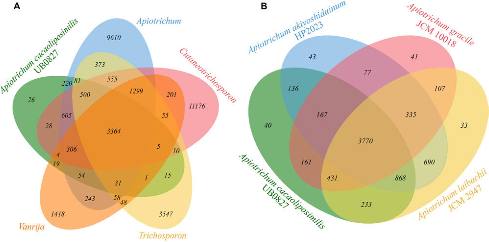 A) Venn diagram illustrating the relationships between A. cacaoliposimilis UB0827 and the different Trichosporonaceae genera based on the 6656 orthogroups; B) Venn diagram illustrating the relationships among different species positioned on the same node.