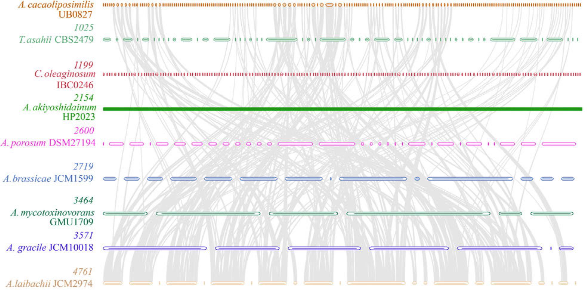 The synteny analysis performed at the genomic level for strain UB0827 and the representative strains of different nodes. The number displayed between the strains indicates the number of syntenic blocks, which become increasingly dense when moving from top to bottom. The straight line exists due to the poor assembly quality of the HP2023 strain.