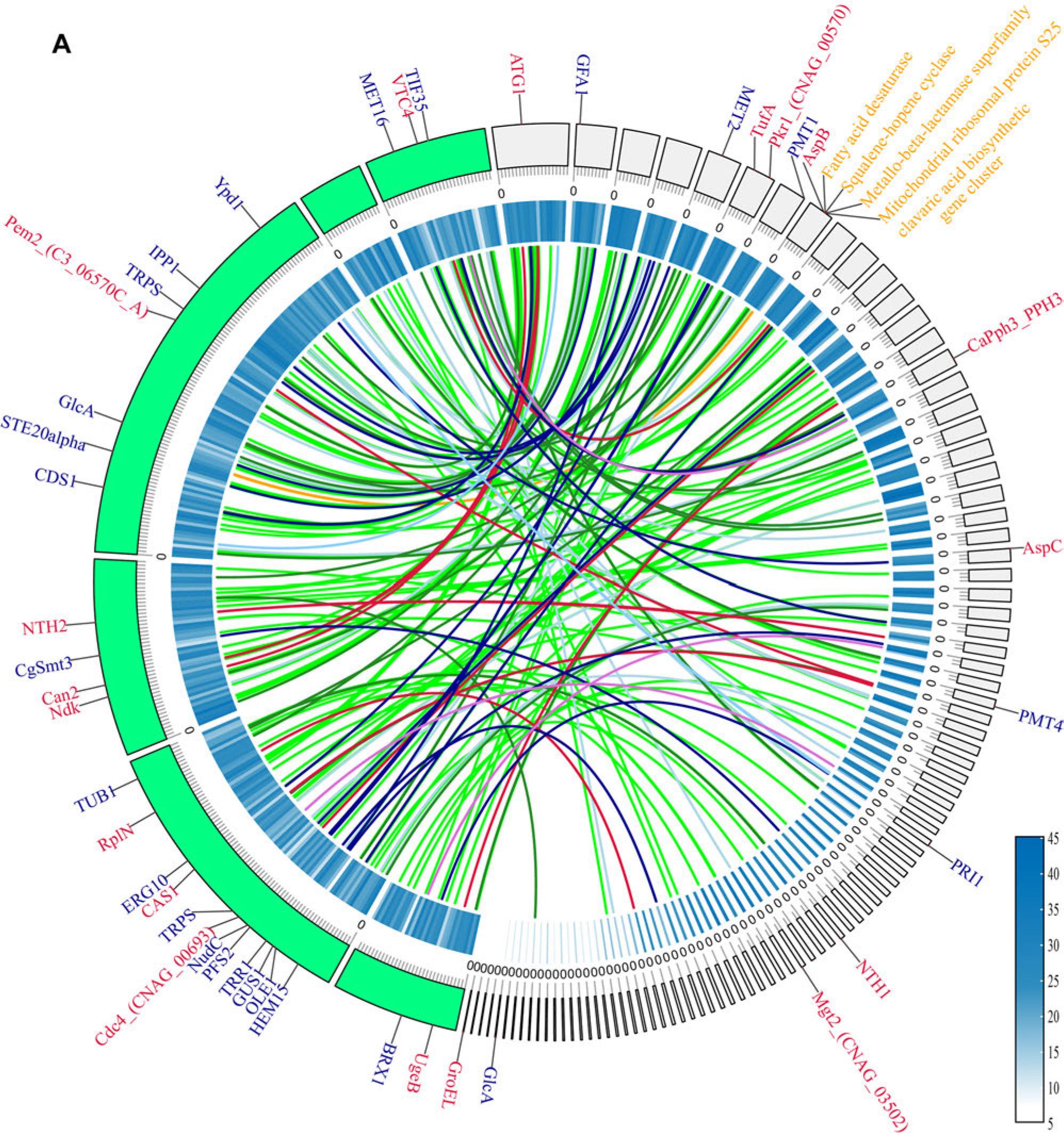 A) The outermost circle represents the chromosome skeleton, with strain GMU1709 depicted in green and strain UB0827 depicted in light grey. The inner circle indicates gene density, with a gradient from white to blue indicating an increase in the number of genes. Syntenic pairs indicate the shared pathogenic genes. The genes depicted on the left skeleton are shared genes, while the genes depicted on the right skeleton are the genes specific to A. cacaoliposimilis. The colors of the genes indicate their respective phenotypic classifications. B) A total of 77 disease-causing genes are depicted, with 72 of these genes differing between the various genera and 5 genes differing between species. The outermost color on the left corresponds to the grouping, while the innermost color represents the phenotypic classification of the disease-causing genes. The top hints at the origin of the isolated strain. The gradient from dark blue to yellow indicates an increase in the number of genes.