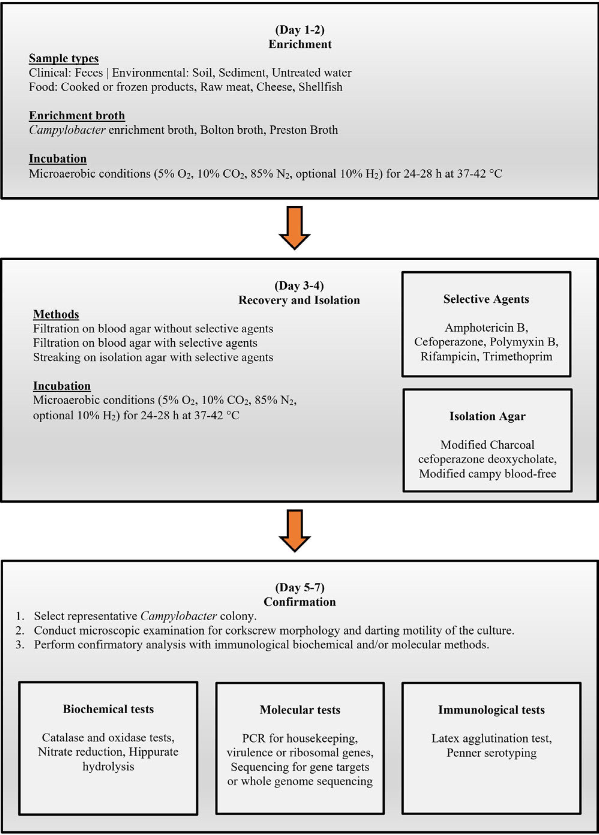 General flow chart showing the phases and the time required for the routine detection and identification/confirmation of Campylobacter spp. in food, water, and feces.