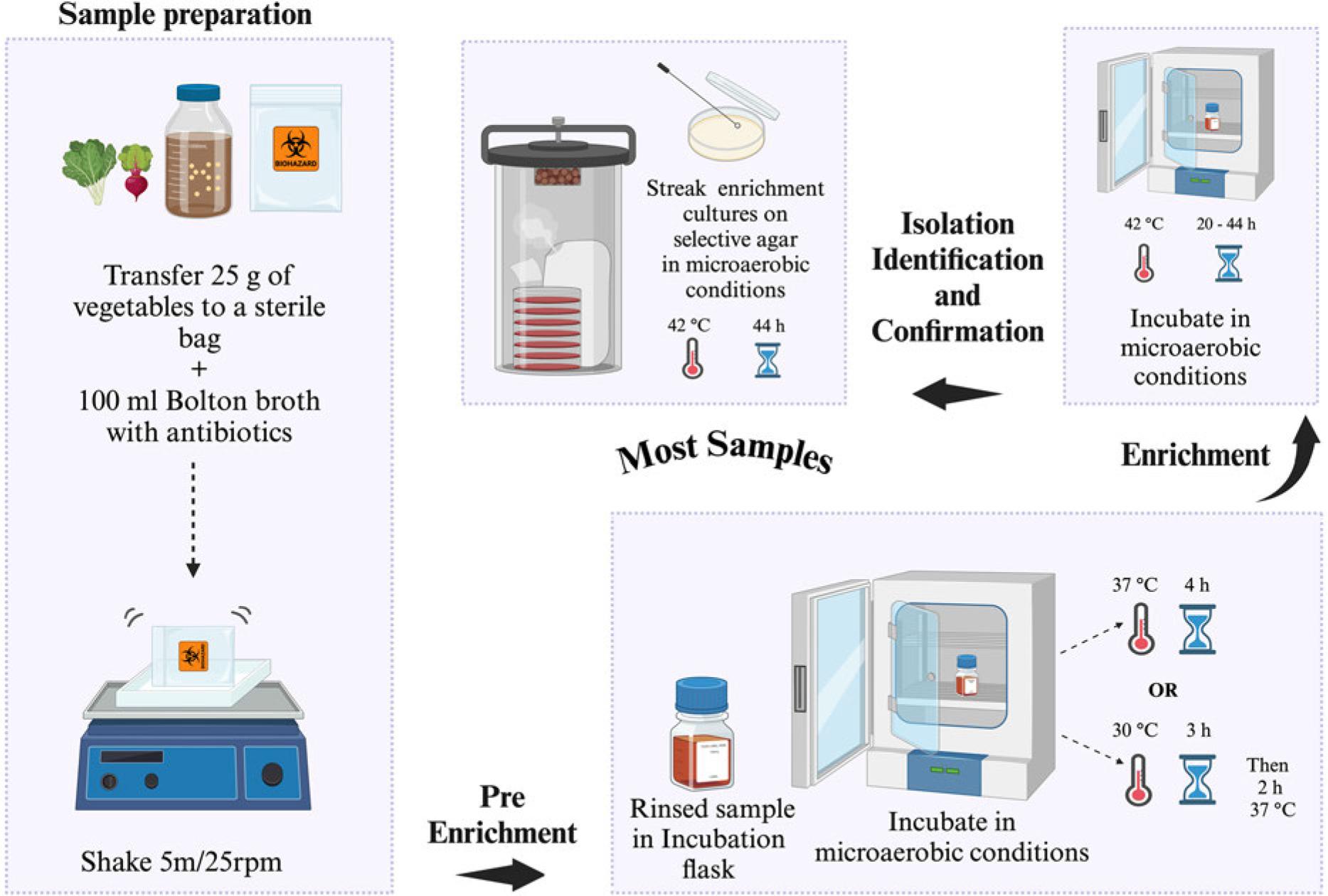 US FDA-BAM procedure for the isolation of Campylobacter spp. from most of the food samples (e.g., vegetables/raw meat). Selective agar recommended for isolation: modified charcoal cefoperazone deoxycholate agar (mCCDA) or Abeyta-Hunt-Bark agar, microaerobic conditions (N2: 85%, CO2: 10%, and O2: 5%).