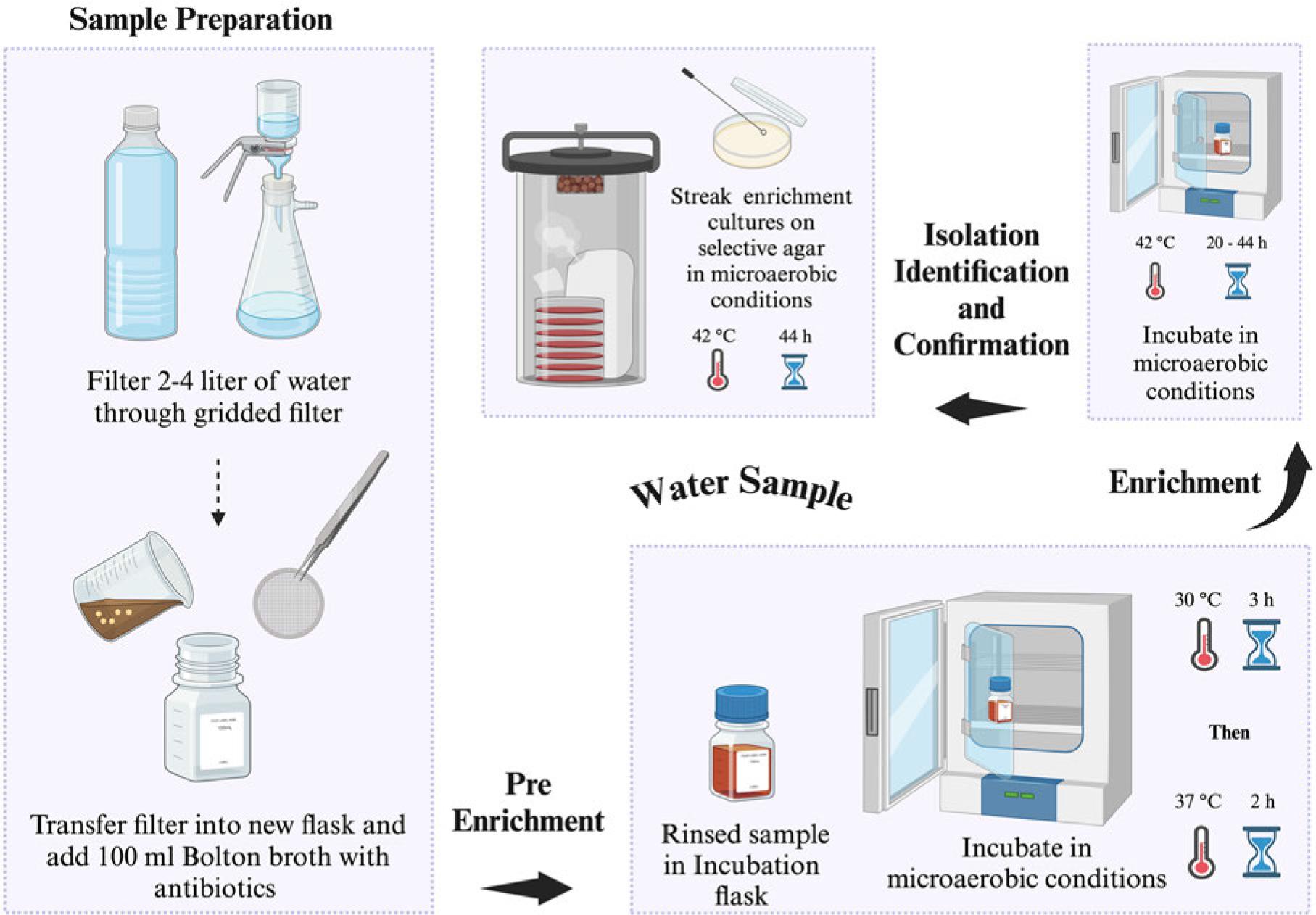 US FDA-BAM procedure for the isolation of Campylobacter spp. from drinking water. Selective agar recommended for isolation: modified charcoal cefoperazone deoxycholate agar (mCCDA) or Abeyta-Hunt-Bark agar, microaerobic conditions (N2: 85%, CO2: 10%, and O2: 5%).