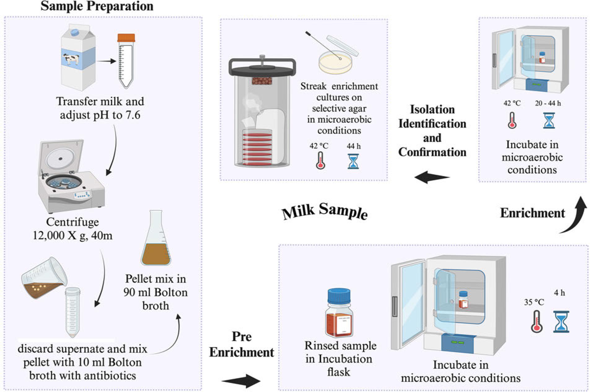 US FDA-BAM procedure for the isolation of Campylobacter spp. from milk. Selective agar recommended for isolation: modified charcoal cefoperazone deoxycholate agar (mCCDA) or Abeyta-Hunt-Bark agar, microaerobic conditions (N2: 85%, CO2: 10%, and O2: 5%).