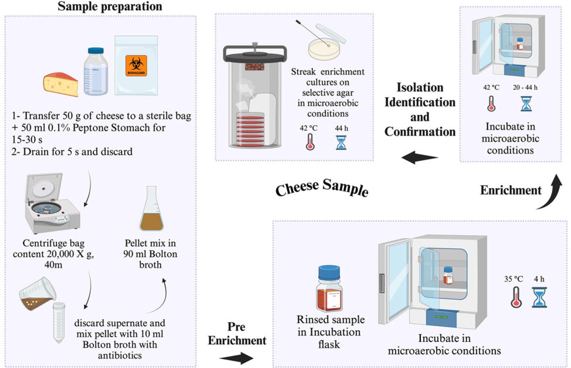 US FDA-BAM procedure for the isolation of Campylobacter spp. from cheese. Selective agar recommended for isolation: modified charcoal cefoperazone deoxycholate agar (mCCDA) or Abeyta-Hunt-Bark agar, microaerobic conditions (N2: 85%, CO2: 10%, and O2: 5%).