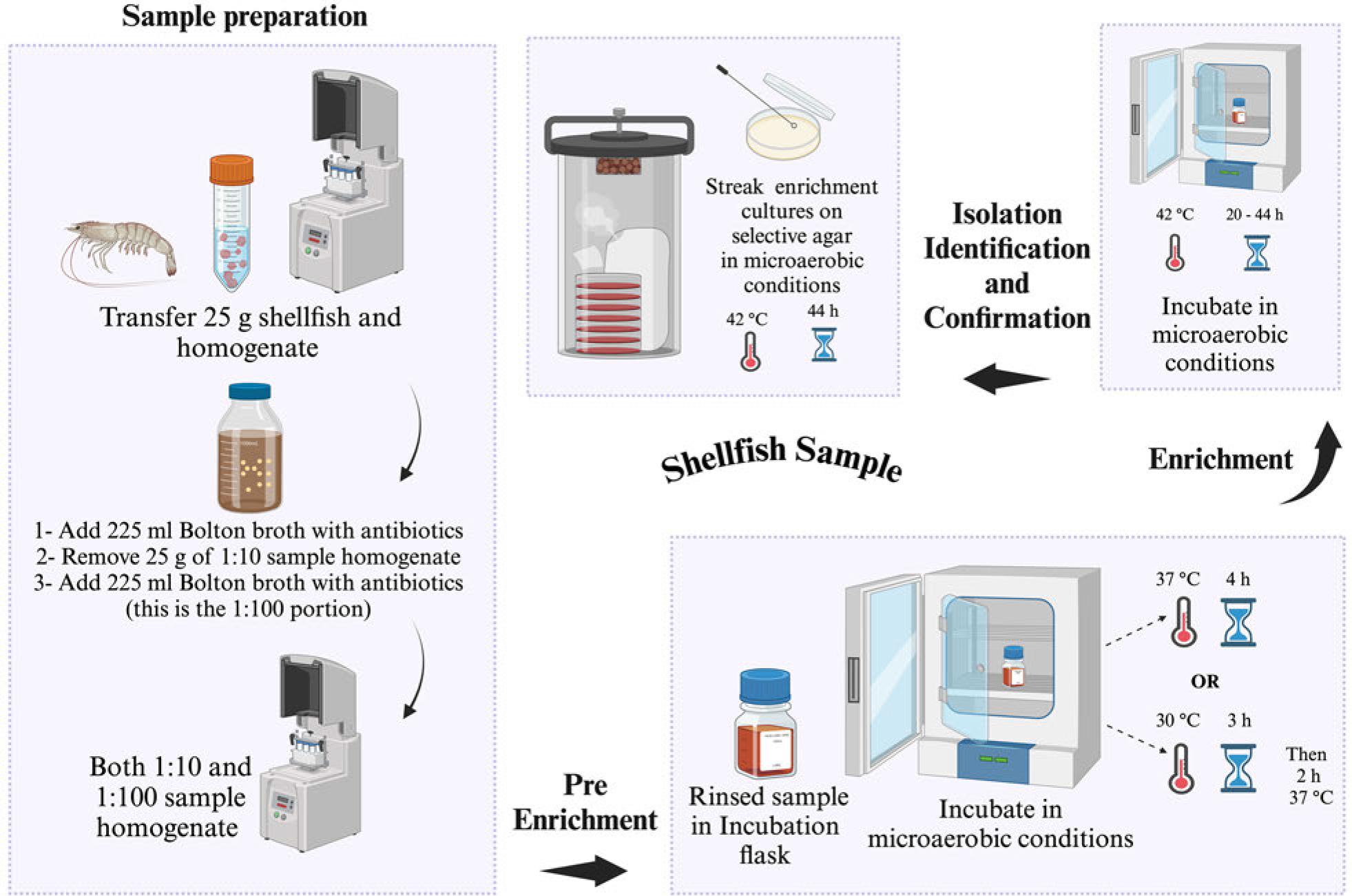 US FDA-BAM procedure for the isolation of Campylobacter spp. from shellfish. Selective agar recommended for isolation: modified charcoal cefoperazone deoxycholate agar (mCCDA) or Abeyta-Hunt-Bark agar, microaerobic conditions (N2: 85%, CO2: 10%, and O2: 5%).