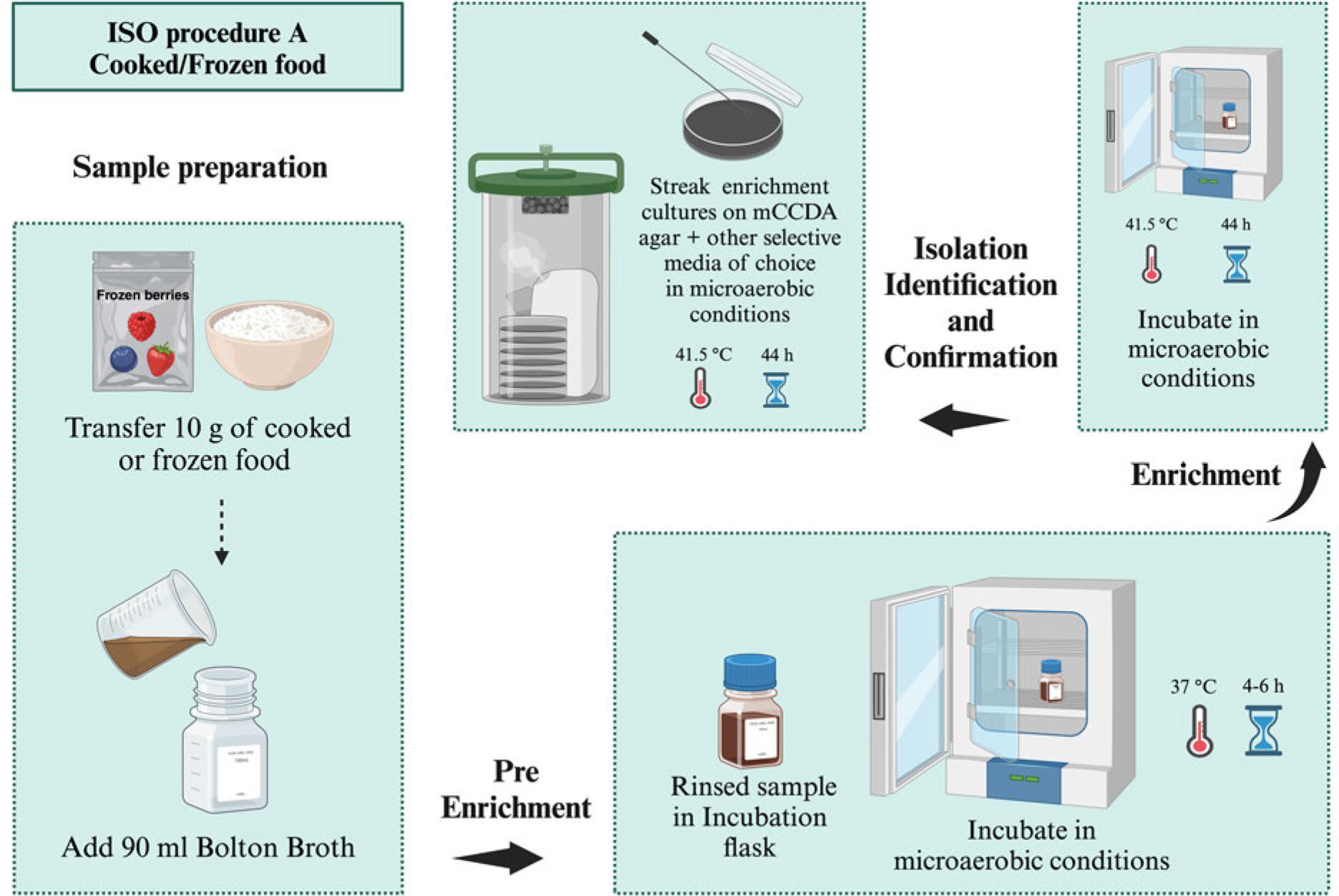 ISO procedure A for the isolation of Campylobacter spp. from samples with low number of Campylobacter and low number of background bacteria (e.g., cooked/frozen food), microaerobic conditions (N2: 85%, CO2: 10%, and O2: 5%).ISO procedure B for the isolation of Campylobacter spp. from samples with a low number of Campylobacter versus a high number of background bacteria (e.g., milk/raw meat), microaerobic conditions (N2: 85%, CO2: 10%, and O2: 5%). ISO procedure B for the isolation of Campylobacter spp. from samples with a low number of Campylobacter versus a high number of background bacteria (e.g., milk/raw meat), microaerobic conditions (N2: 85%, CO2: 10%, and O2: 5%).