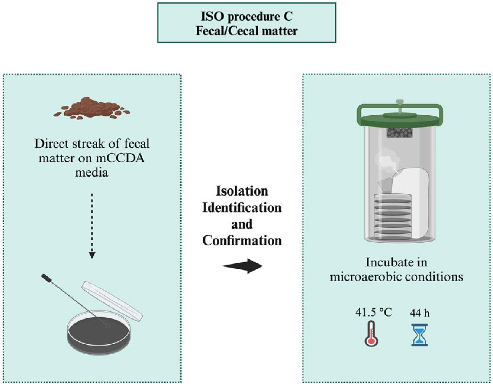 ISO procedure C for the isolation of Campylobacter spp. from samples with high number of Campylobacter (e.g., fecal/raw meat), microaerobic conditions (N2: 85%, CO2: 10%, and O2: 5%).