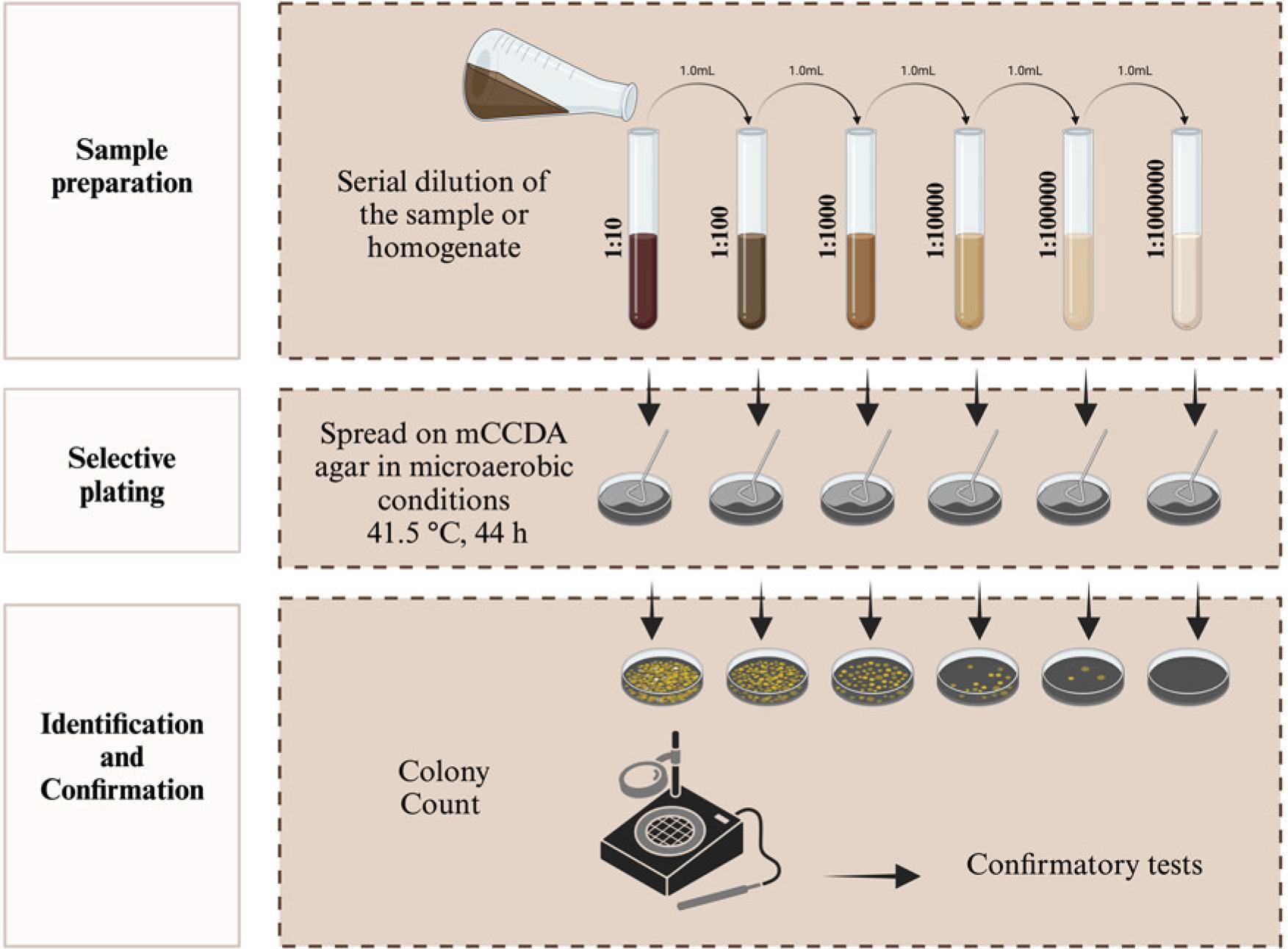 ISO procedure for the colony count of Campylobacter spp. in all food samples, microaerobic conditions (N2: 85%, CO2: 10%, and O2: 5%).