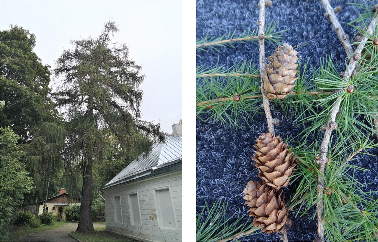 Larch posted online show similarities to Dunkeld or Japanese larch cones. Trees are located close to Tallinn at the previous Aruküla Manor Park. (Photo author: Sulev Järve).
