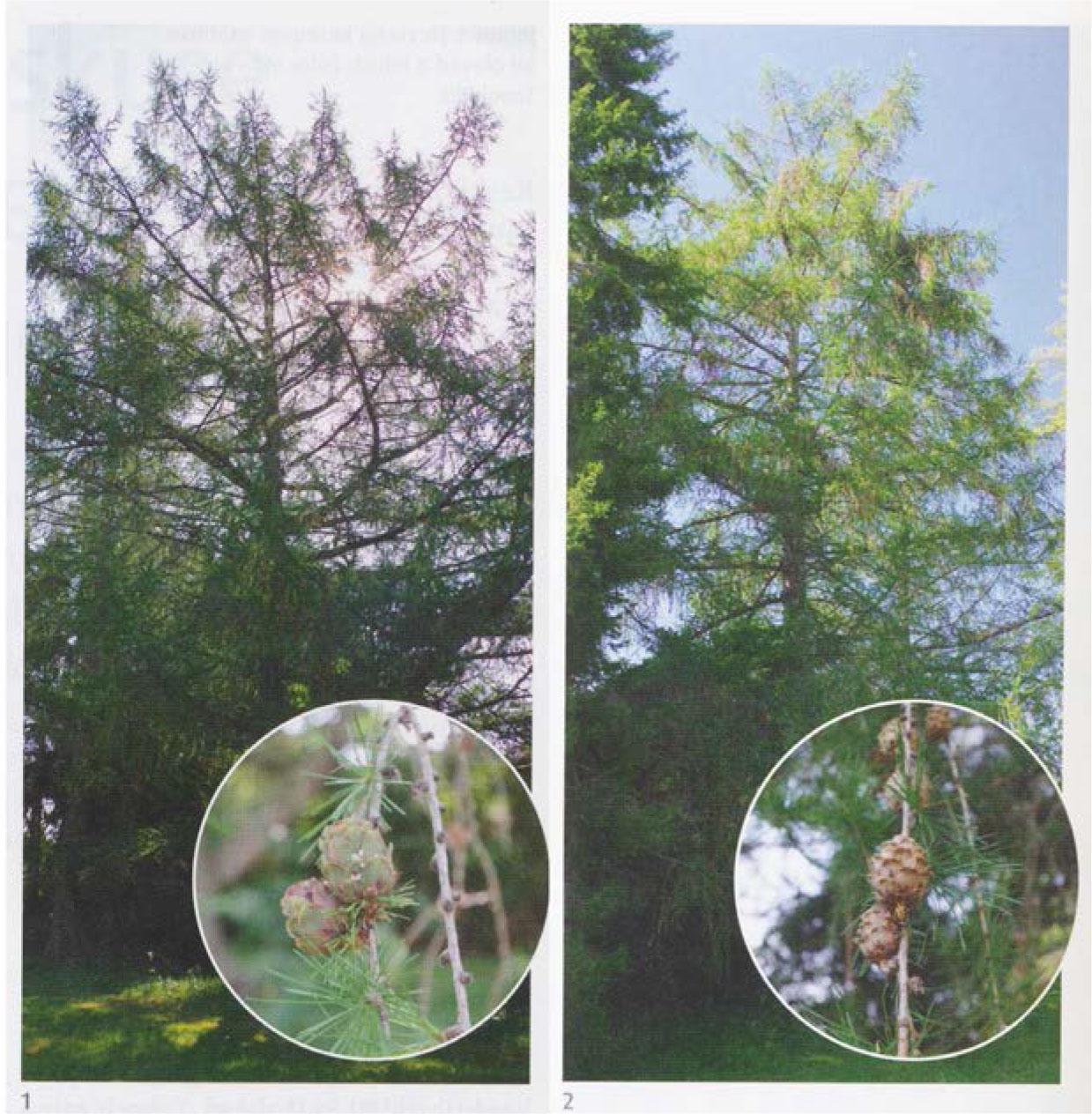 Two trees of Larix x marschlinsii Coaz at Järvselja park on 3 April 2022 (Author: Tanel Piir).