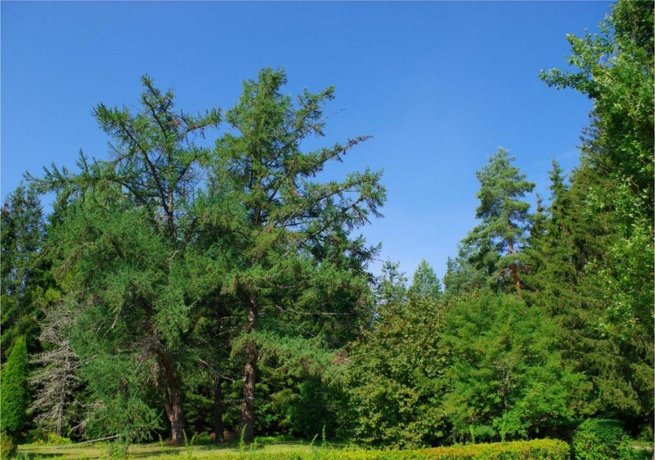 Järvselja, three Japanese larch trees (Larix kaempferi (Lamb.) Carrière) on 17 August 2022 (Author Tanel Piir).