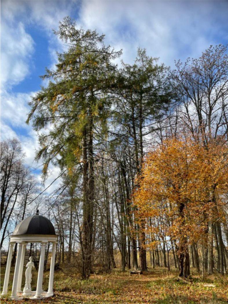 Larch tree group at previous Mäksa Manor Park on 22 October 2023 (Author Aleg Kirs).