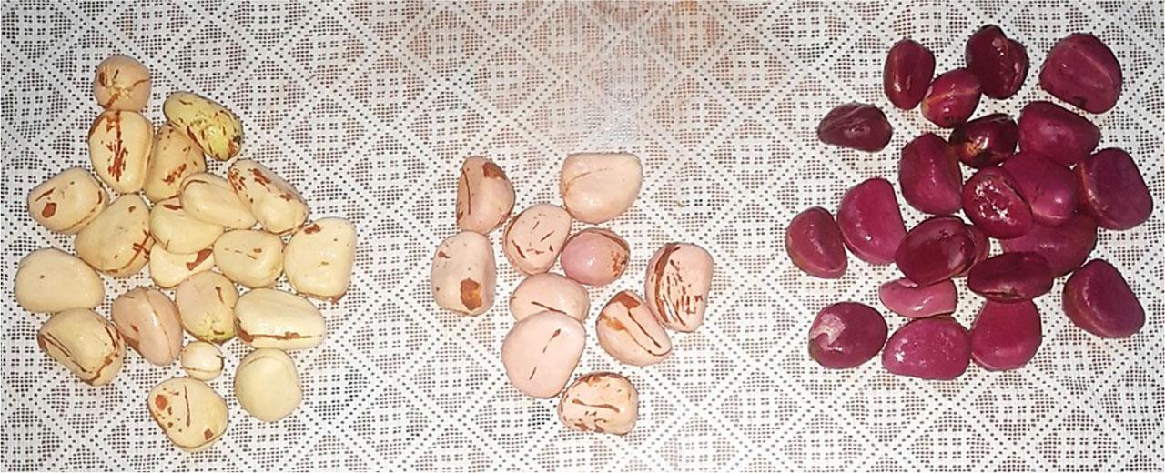 Morphological variability between C. nitida nuts (Source: Isabelle E.T. Tokannou).