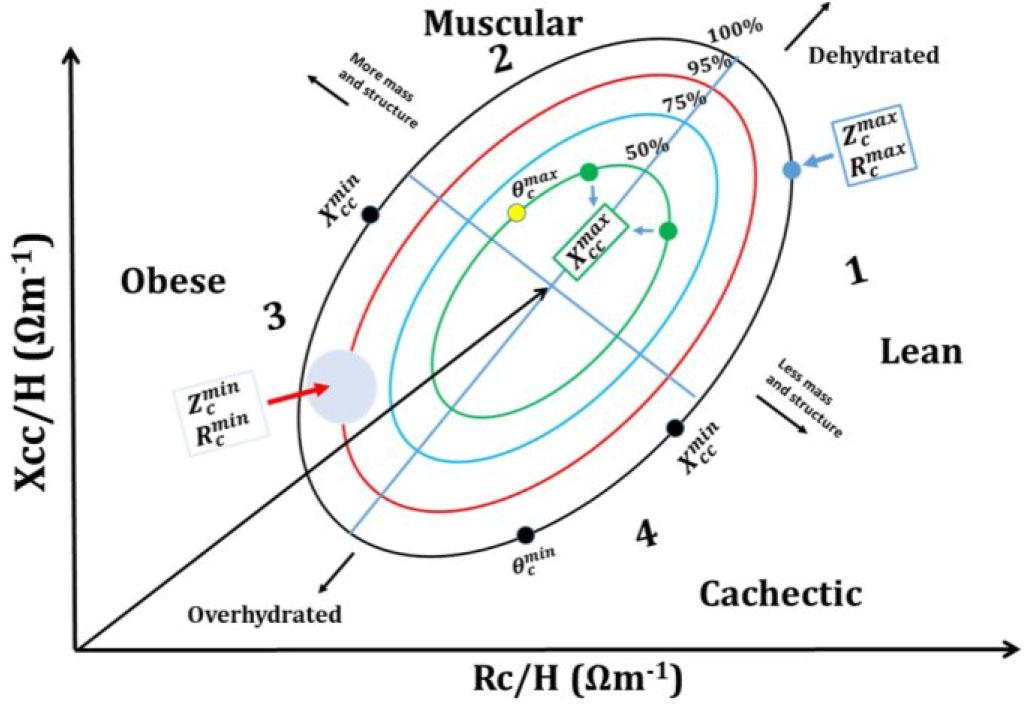 Schematic representation of BIA vector analysis (BIVA), presenting the maximum and minimum values of Zc, θc, Xcc and Rc (relative to their respective medians).