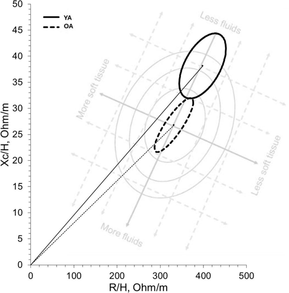 Bioelectrical impedance vector analysis between YA and OA. *Background watermark is not drawn to scale and provided solely for context.