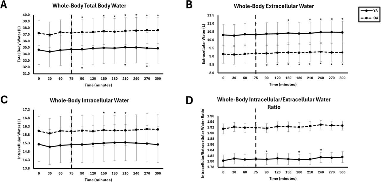 Whole-Body fluid between young adults (YA) and older adults (OA). The EAA challenge was consumed at the 75th minute. *Significantly different from pre-EAA consumption timepoints (0, 30, 60, or 75 minutes; p<0.05).