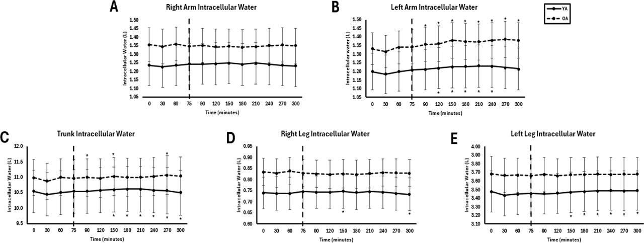 Segmental intracellular water between young adults (YA) and older adults (OA). The EAA challenge was consumed at the 75th minute. *Significantly different from pre-EAA consumption timepoints (0, 30, 60, or 75 minutes; p<0.05).