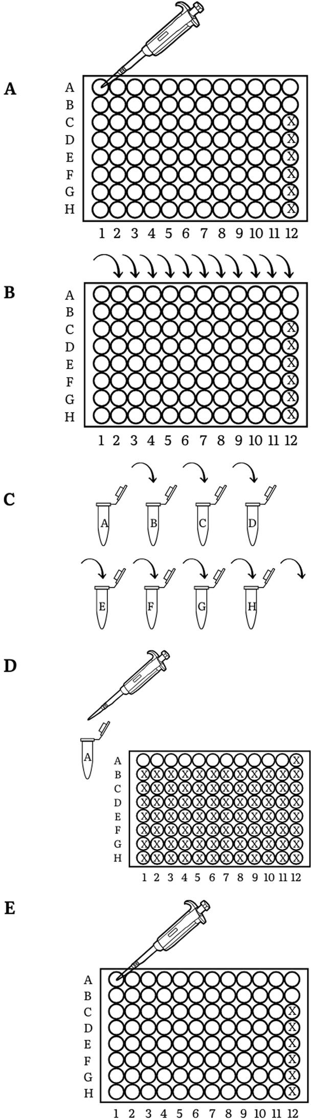 Broth microdilution method – preparation of a concentration pattern.
A– add Mueller-Hinton broth.
B– prepare a series of microdilutions of the first antibiotic.
C– prepare a series of microdilutions of the second antibiotic.
D– add antibiotics together.
E– re-add of Mueller-Hinton broth.