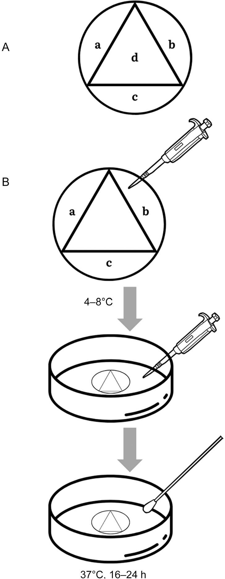 CombiANT method – the insert and experimental protocol.
A– the insert design: antibiotic reservoirs (a-c), interaction imaging area (d).
B– the assay protocol: „The insert is loaded by adding 0.5 mL liquid agar (60°C) containing antibiotics into the reservoirs. The prepared inserts can be stored at 4–8°C. To activate an insert, add a second layer of 25 mL agar to enclose the insert and fill the plate, thereby permitting diffusion of the antibiotics to the agar surface and the reservoir periphery. After solidification, a bacterial cell suspension of 0.5 McFarland is inoculated on the agar surface using a sterile cotton swab and exposed to the antibiotic gradient landscape. The finished plates are incubated at 37°C, and stable zones of growth inhibition are established within 16–24 hours.” (Fatsis-Kavalopoulos et al. 2020)