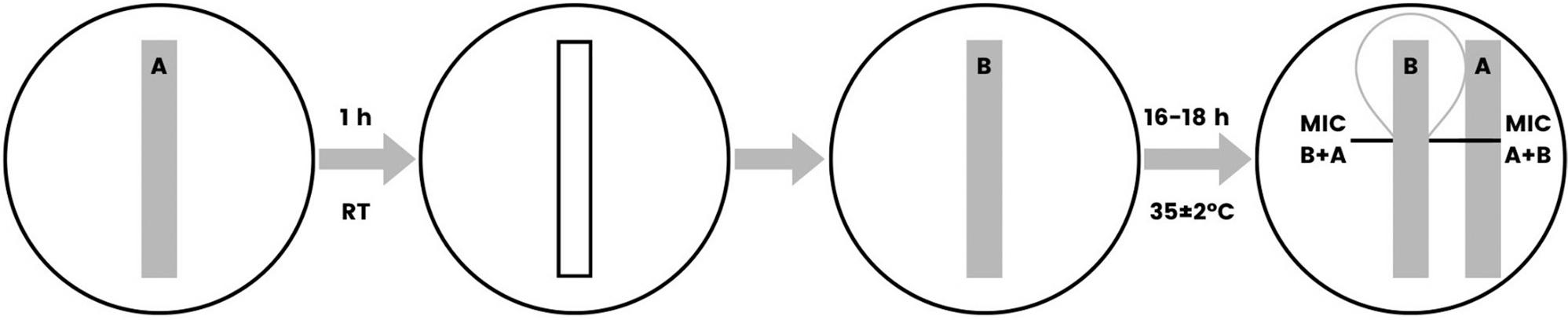 Assessment of the synergistic effect of antibiotics by the method of constant coefficients.