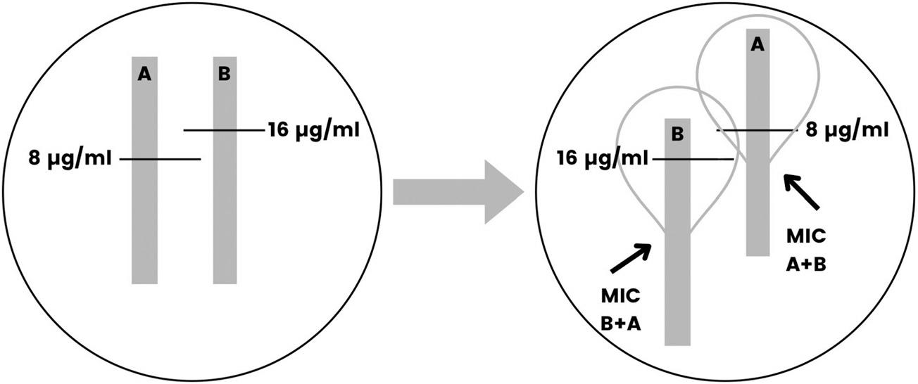 Evaluation of the synergistic effect of antibiotics by the MIC:MIC ratio evaluation.