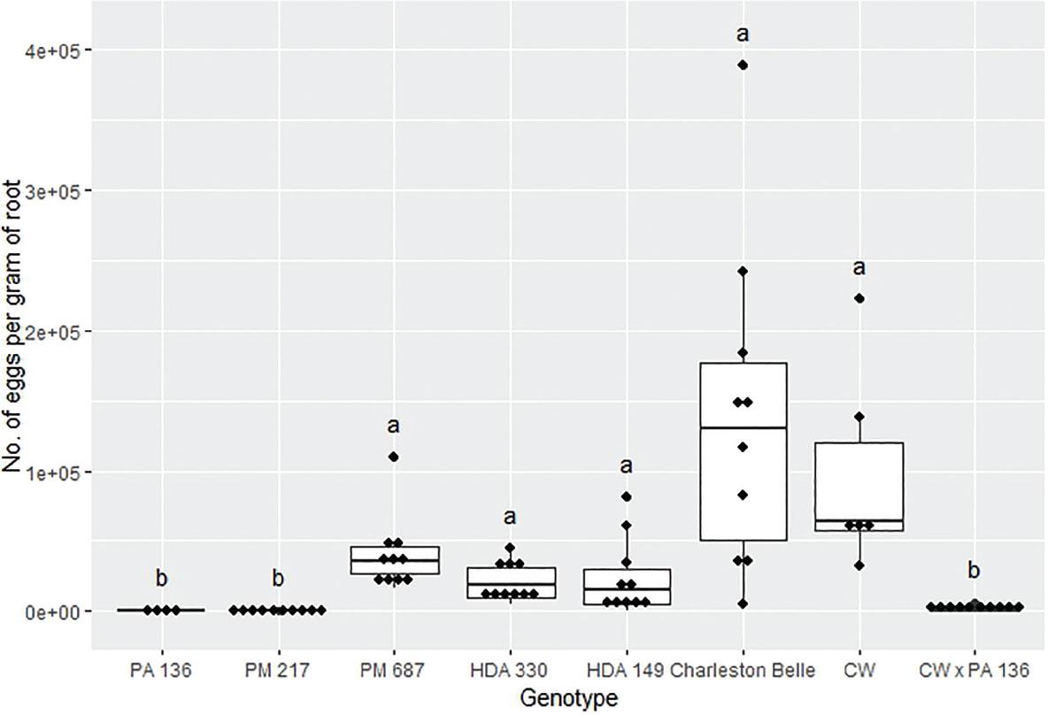 Reproduction of Meloidogyne floridensis on pepper genotypes in the first greenhouse experiment conducted at the USDA. Data represent the distribution of ten replications unless otherwise noted*. Tukey style box and whisker plots are presented with individual dot points representing scores from individual plants. Treatments sharing a common letter are not significantly different according to Student's t-test (P ≤ 0.05). The middle crossbar represents the median, the outer crossbars represent the 25th and 75th quartiles and the whiskers represent 3/2 times the interquartile range of the data. CW refers to cultivar ‘Carolina Wonder’. *Due to low seed germination two lines had less than ten replicates PA 136 had four replicates and CW had six replicates.