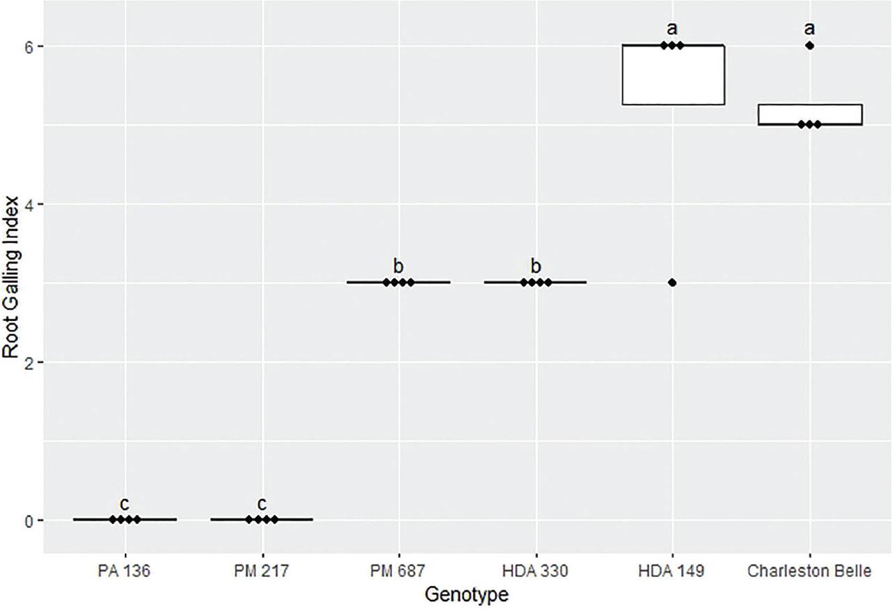Root galling caused by Meloidogyne floridensis on pepper genotypes in the growth chamber experiment. Data represent the distribution of four replications. Tukey style box and whisker plots are presented with individual dot points representing scores from individual plants. Treatments sharing a common letter are not significantly different according to Student's t-test (P ≤ 0.05). The middle crossbar represents the median, the outer crossbars represent the 25th and 75th quartiles and the whiskers represent 3/2 times the interquartile range of the data. CW refers to cultivar ‘Carolina Wonder’.