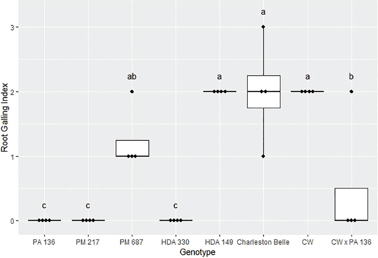 Root galling caused by Meloidogyne floridensis on pepper genotypes in the first greenhouse experiment conducted at Clemson University. Data represent the distribution of four replications. Tukey style box and whisker plots are presented with individual dot points representing scores from individual plants. Treatments sharing a common letter are not significantly different according to Student's t-test (P ≤ 0.05). The middle crossbar represents the median, the outer crossbars represent the 25th and 75th quartiles and the whiskers represent 3/2 times the interquartile range of the data. CW refers to cultivar ‘Carolina Wonder’.