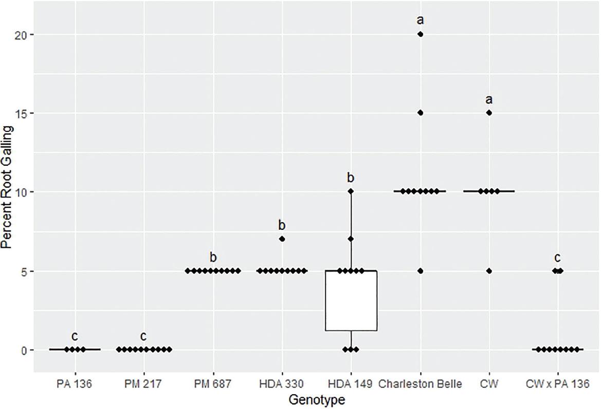 Root galling caused by Meloidogyne floridensis on pepper genotypes in the first greenhouse experiment conducted at the USDA. Data represent the distribution of ten replications unless otherwise noted*. Tukey style box and whisker plots are presented with individual dot points representing scores from individual plants. Treatments sharing a common letter are not significantly different according to Student's t-test (P ≤ 0.05). The middle crossbar represents the median, the outer crossbars represent the 25th and 75th quartiles and the whiskers represent 3/2 times the interquartile range of the data. CW refers to cultivar ‘Carolina Wonder’. *Due to low seed germination two lines had less than ten replicates PA 136 had four replicates and CW had six replicates.