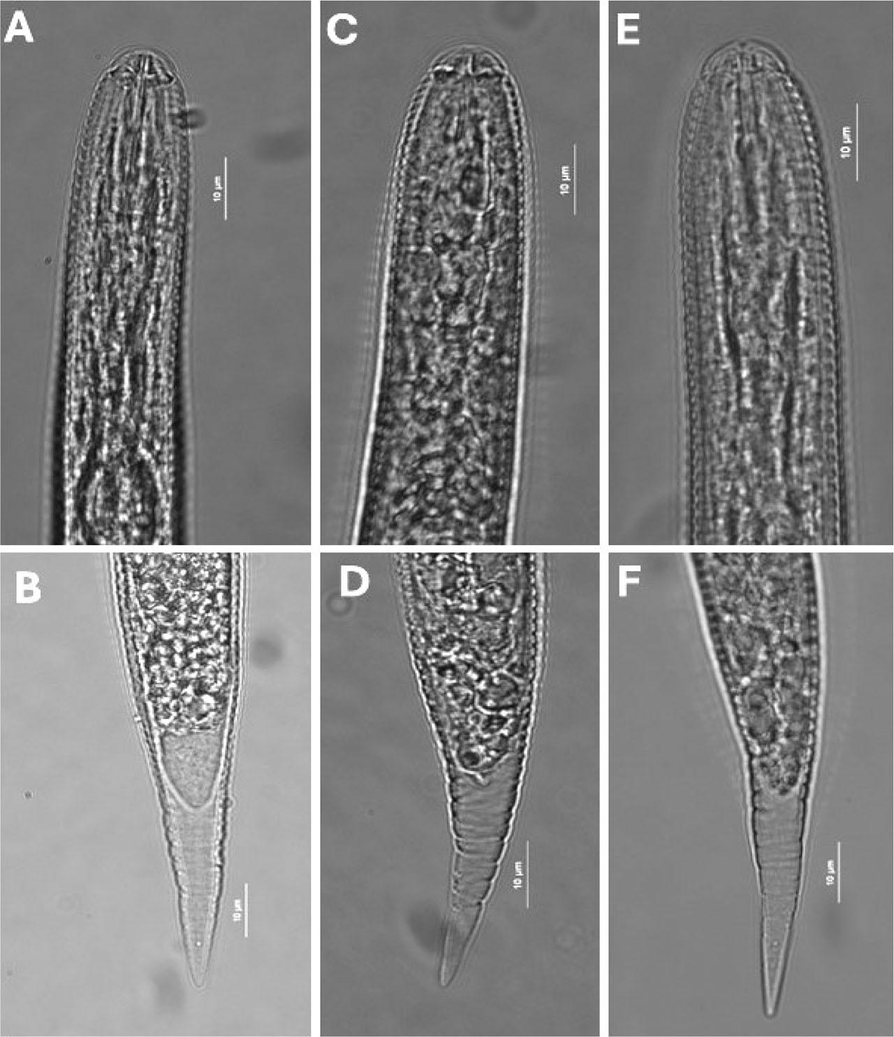Photomicrographs of J2 showing lip region (top row) and tail regions (bottom) of Heterodera species (Avenae group) from Greece. (A, B) H. filipjevi; (C, D) H. hordecalis; (E, F) H. mani. Scale bar: 10 μm.