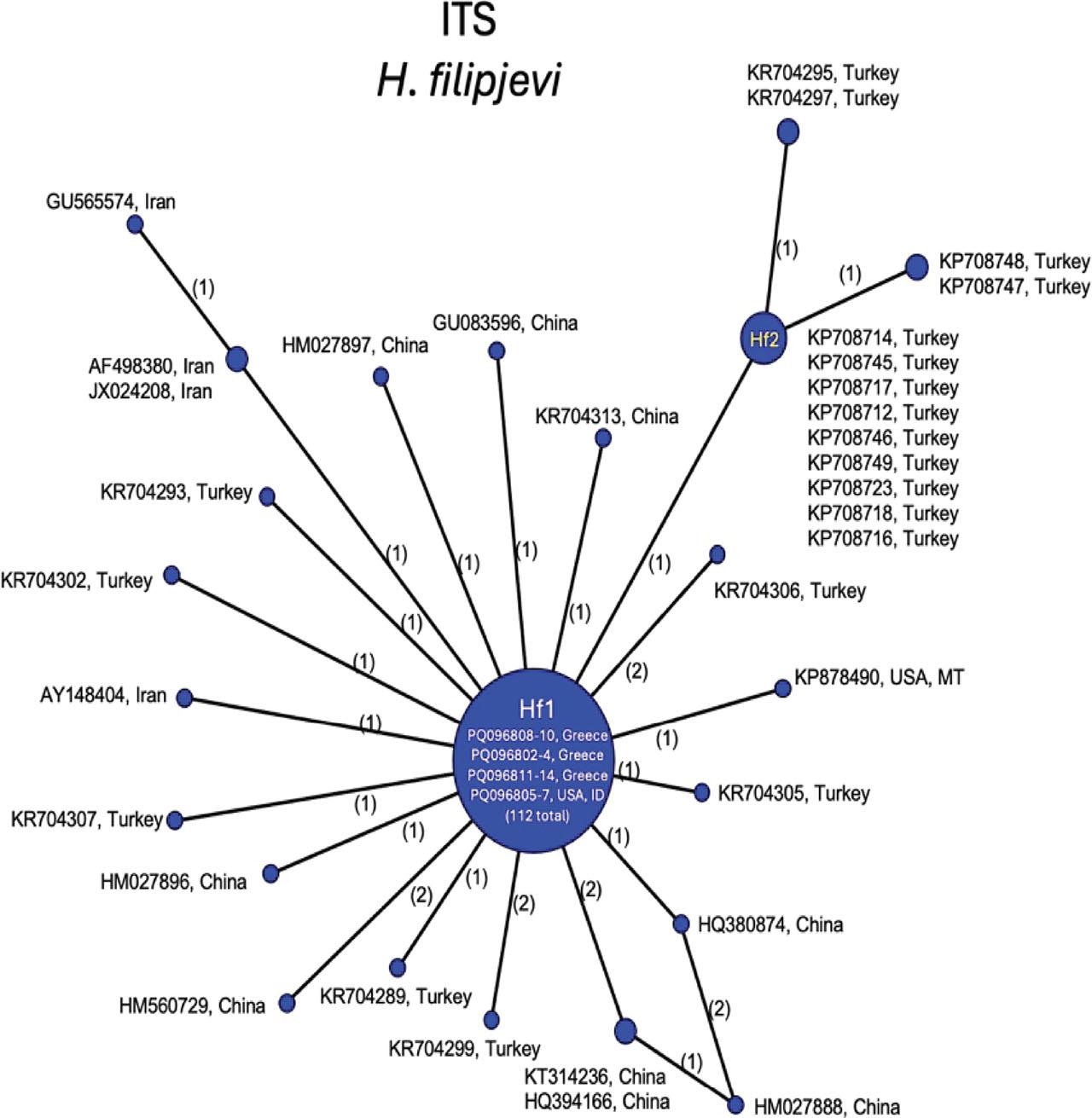 Statistical parsimony network showing phylogenetic relationships among ITS rRNA haplotypes of H. filipjevi populations. Circle size is proportional to the number of sequences with each haplotype. New sequences are in bold. Numbers on branches indicate bp differences between haplotypes.