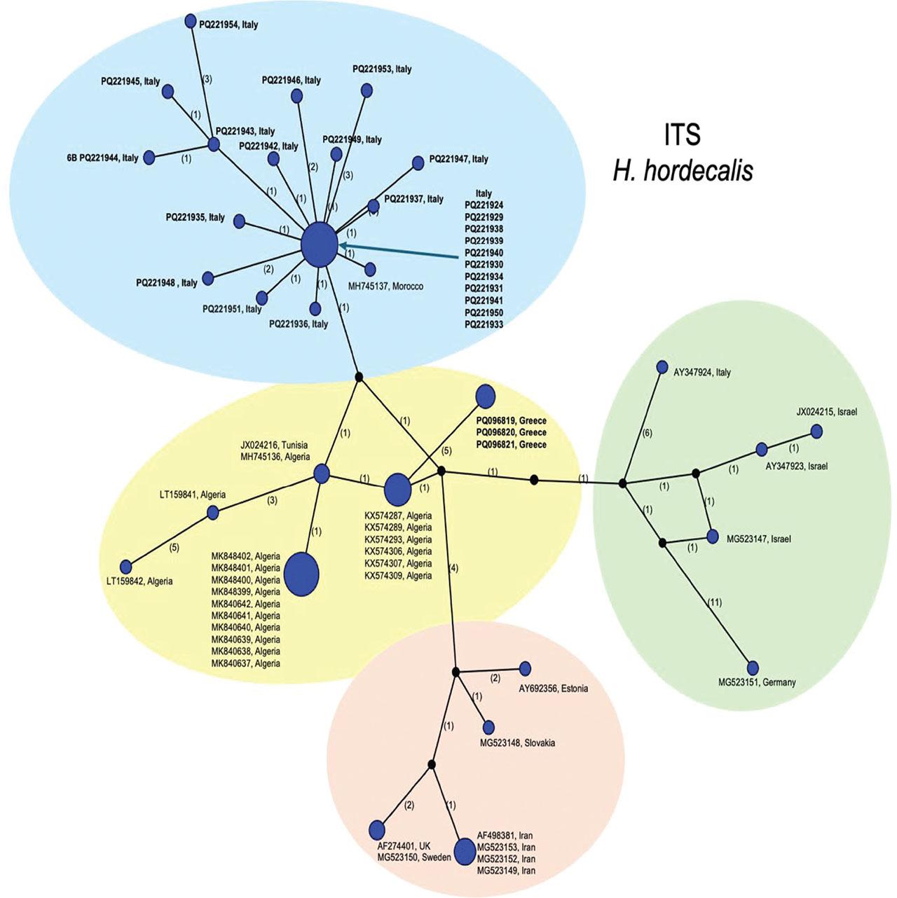 Statistical parsimony network showing phylogenetic relationships among ITS rRNA haplotypes of H. hordecalis populations. Circle size is proportional to the number of sequences with each haplotype. New sequences in bold.