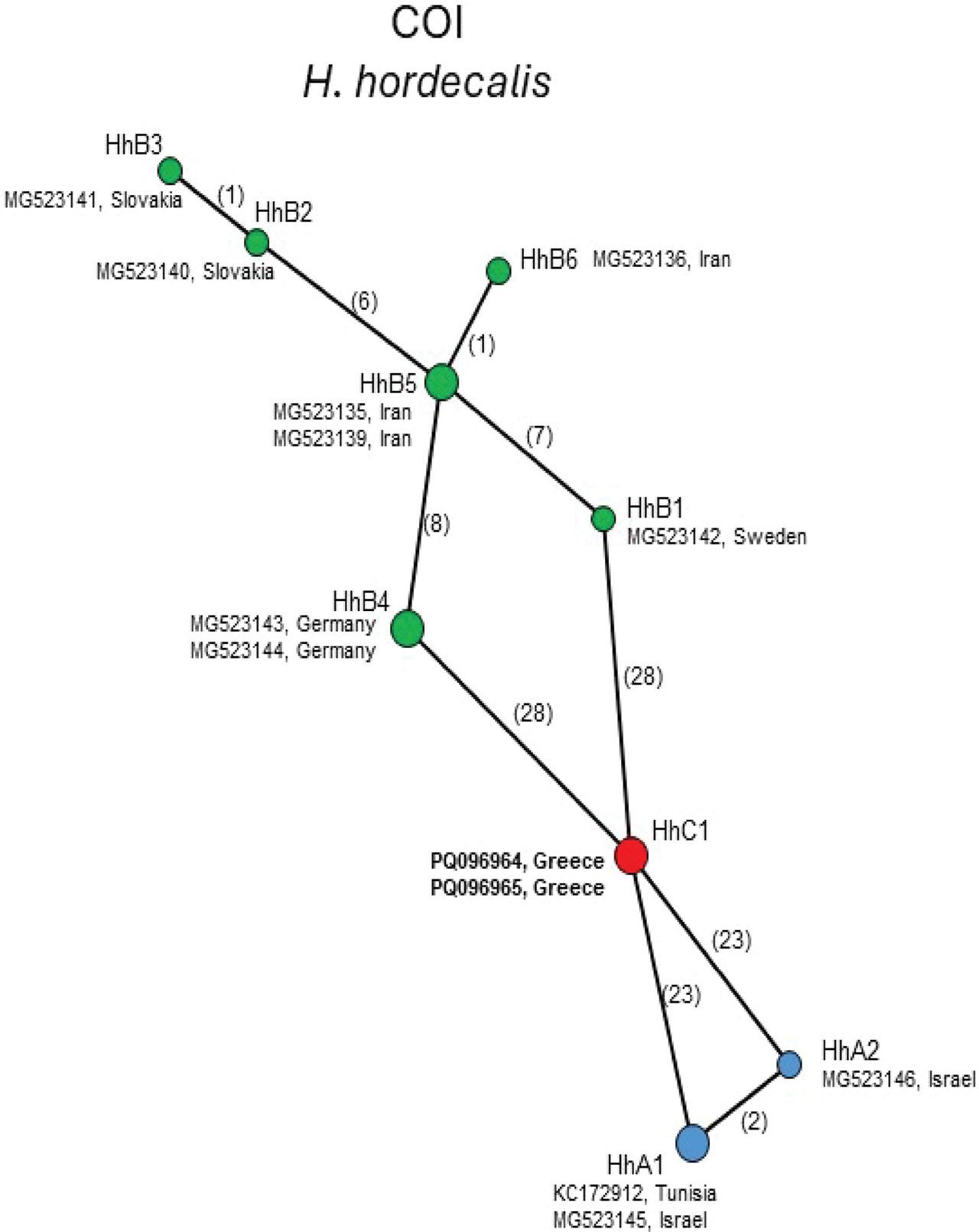 Statistical parsimony network showing phylogenetic relationships among mtCOI haplotypes of H. hordecalis populations.