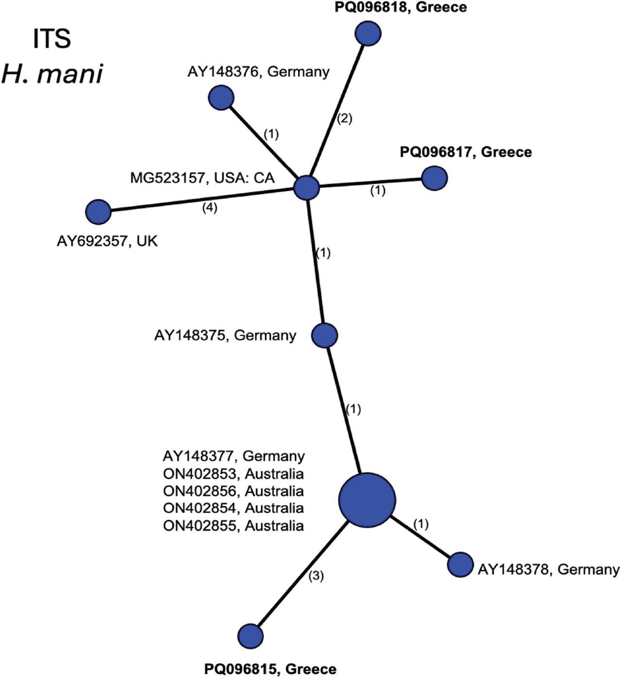 Statistical parsimony network showing phylogenetic relationships among ITS rRNA haplotypes of H. mani populations. Circle size is proportional to the number of sequences with each haplotype. New sequences in bold.