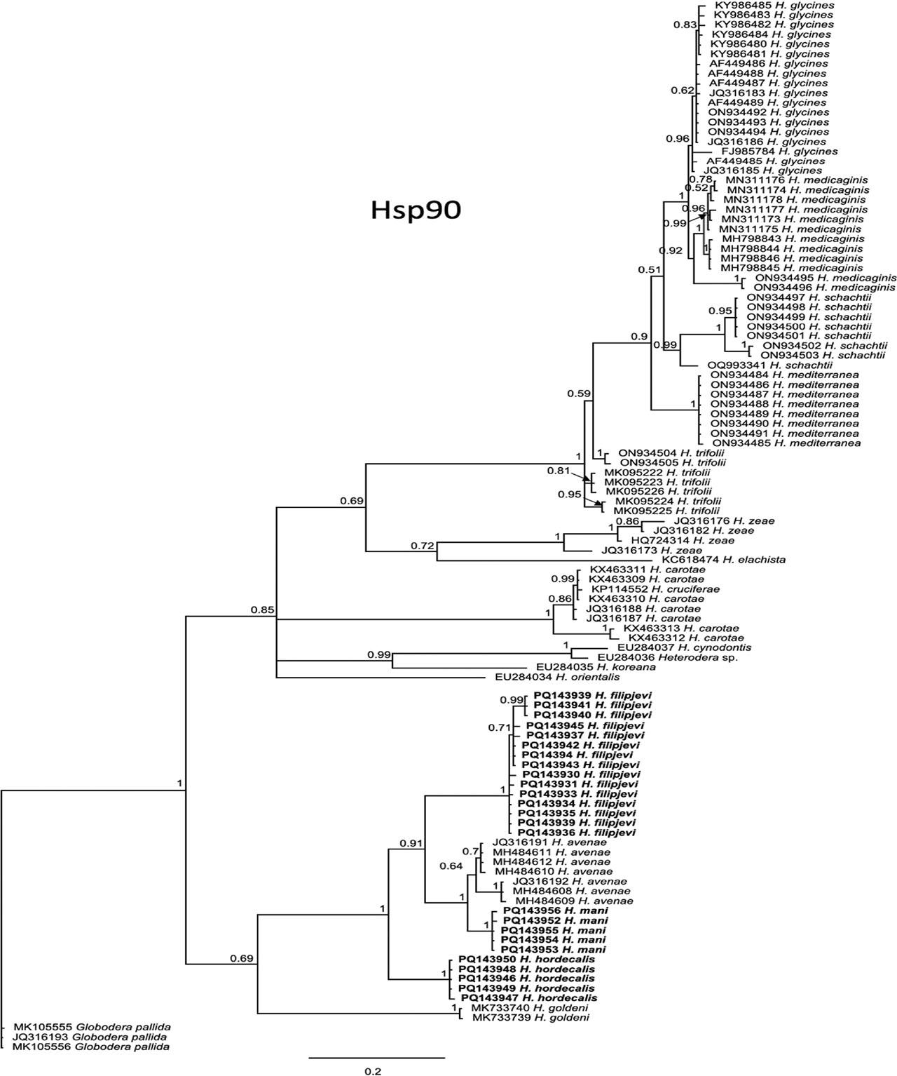 Phylogenetic relationships of Heterodera Avenae group species from Greece inferred from partial Hsp90 genomic DNA sequence alignments analyzed by Bayesian Inference. Posterior probabilities are shown on appropriate branches. New sequences in bold.