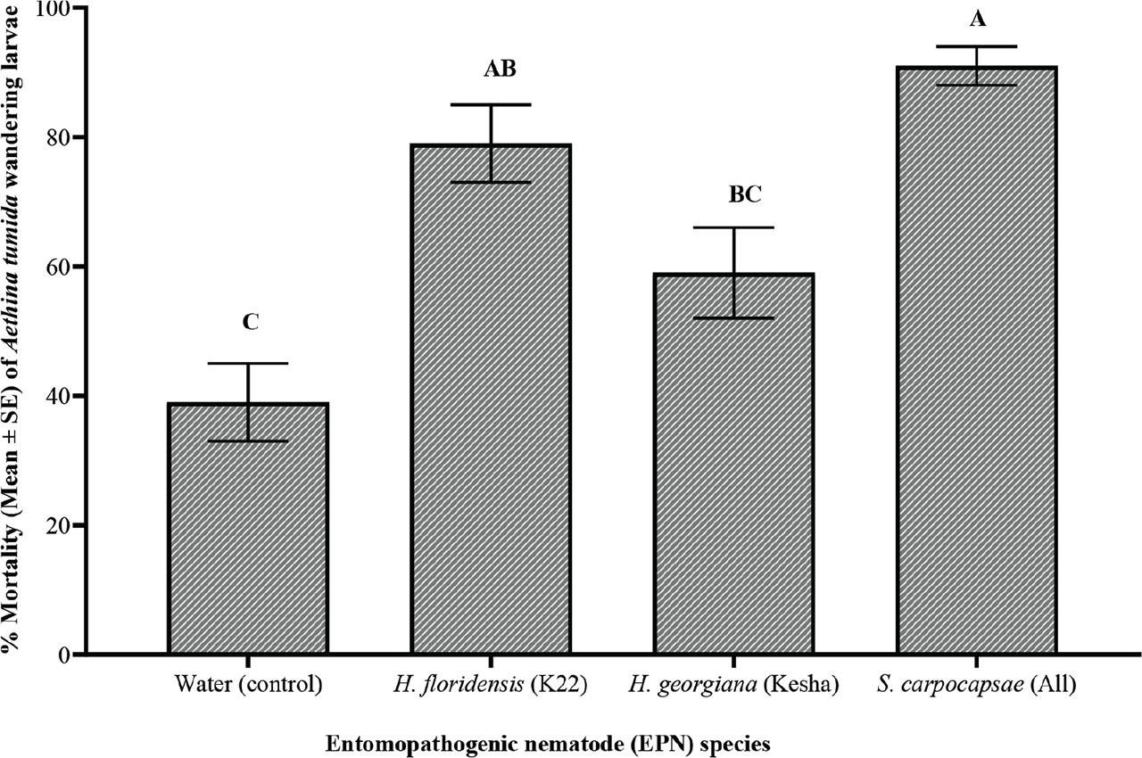 Percent mortality (Mean ±SE) of Aethina tumida wandering larvae after treatment with one of three entomopathogenic nematodes (EPN) species: Steinernema carpocapsae (All), Heterorhabditis floridensis (K22), and H. georgiana (Kesha) after different inoculation weeks (3, 4, 5, or 6 weeks post-inoculation) in the laboratory persistence experiment. The data were graphed with one-way ANOVA using Tukey’s Kramer multiple mean comparison test. Different letters above the bars indicate significant differences (P < 0.05).