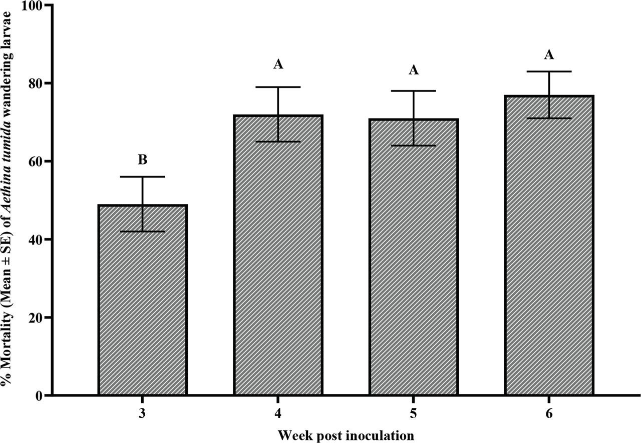 Percentage mortality (Mean ±SE) of Aethina tumida wandering larvae following inoculation with entomopathogenic nematodes infective juveniles after four different inoculation weeks (3-, 4-, 5-, or 6-weeks post inoculation) in the laboratory persistence experiment. The data were pooled utilizing three nematode strains. Different letters above bars indicate significant differences (P < 0.05, Tukey’s Kramer multiple mean comparison test).