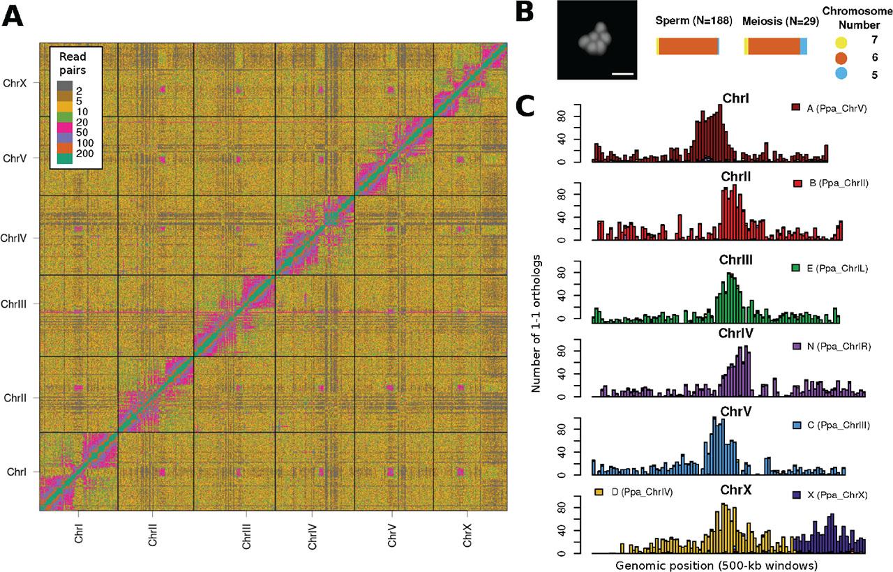 (A) The heatmap shows the Hi-C contact map for the P. giblindavisi genome. The color code for each cell indicates the number of Hi-C read pairs identified for a specific pair of 250-kb windows. (B) The picture shows a sperm cell of P. giblindavisi whereby the chromosomes were stained by Hoechst 33342. The scale bar indicates 2 μm. The bar plots show the proportion of male meiotic cells and sperms with each chromosome number. (C) We defined 1-1 orthologs between P. giblindavisi and P. pacificus proteins using best reciprocal BLAST hits and assigned Nigon elements based on the location of the 1-1 ortholog in the P. pacificus genome. Each bar shows the number of orthologs from different Nigon elements across 500-kb windows of the P. giblindavisi chromosomes.