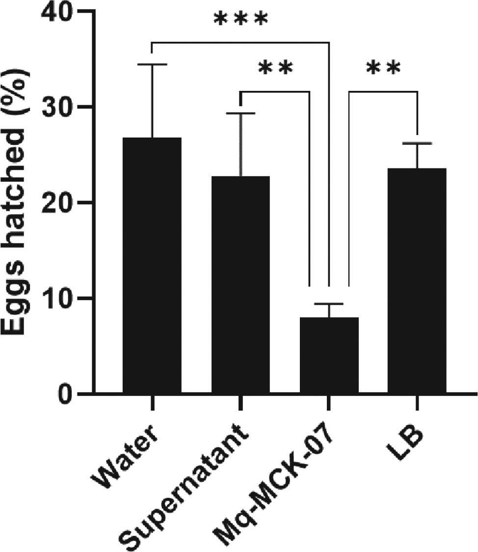 The Mq-MCK-07 bacteria inhibited M. incognita egg-hatching in vitro. Egg hatching rates were evaluated with 50 M. incognita eggs incubated at 28 °C for 72 h with different treatments. The negative control used distilled water. Data analysis was performed using One-Way analysis of variance (ANOVA) and Tukey multiple comparison tests in the Graphpad Prism software (version 10.1.1). **p < 0.01; ***p < 0.001.