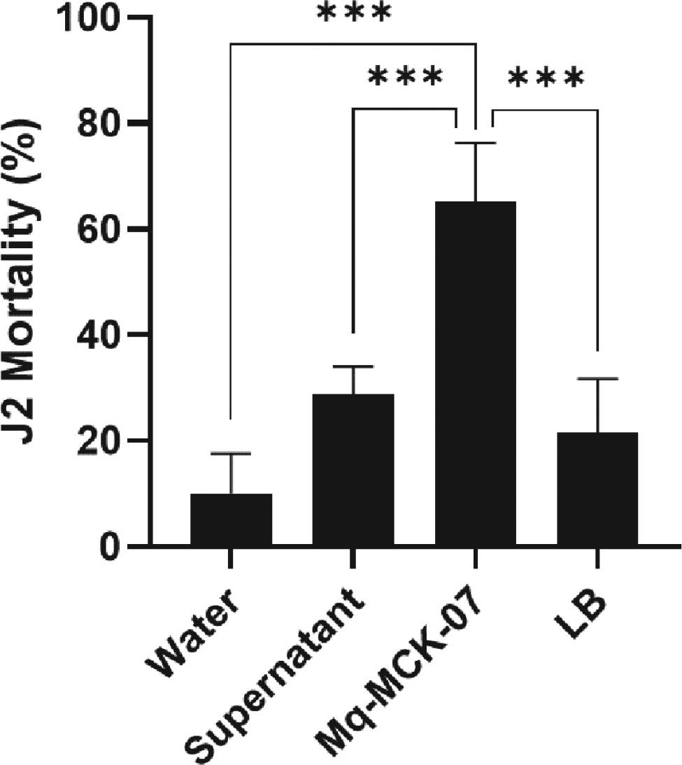 The isolate Mq-MCK-07 showed a nematicidal effect on J2 of M. incognita in the in vitro test. Mortality rates were evaluated with 100 J2 of M. incognita incubated at 28 °C for 24 h with different treatments. The negative control was distilled water. Data analysis was performed using One-Way analysis of variance (ANOVA) and Tukey multiple comparison tests in the Graphpad Prism software (version 10.1.1). ***p < 0.001.