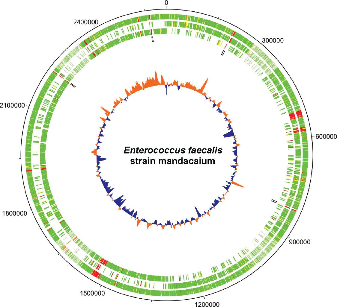 Graphical circular map of Enterococcus faecalis strain mandacaium chromosome (2.61 Mb). From outer circle to the center: all CDS on forward and reverse strands, all CDS on forward strand, all CDS on reverse strand, all rRNAs on forward and reverse strands. Green: > 95% of identity with reference genome; Yellow: 70% to 95% of identity with reference genome; Red: < 70% of identity with reference genome; Black: rRNA sequences. Inner circle shows GC content (Blue: Below average; Orange: above average). The map was generated using DNAPlotter from Artemis (Carver et al., 2012).