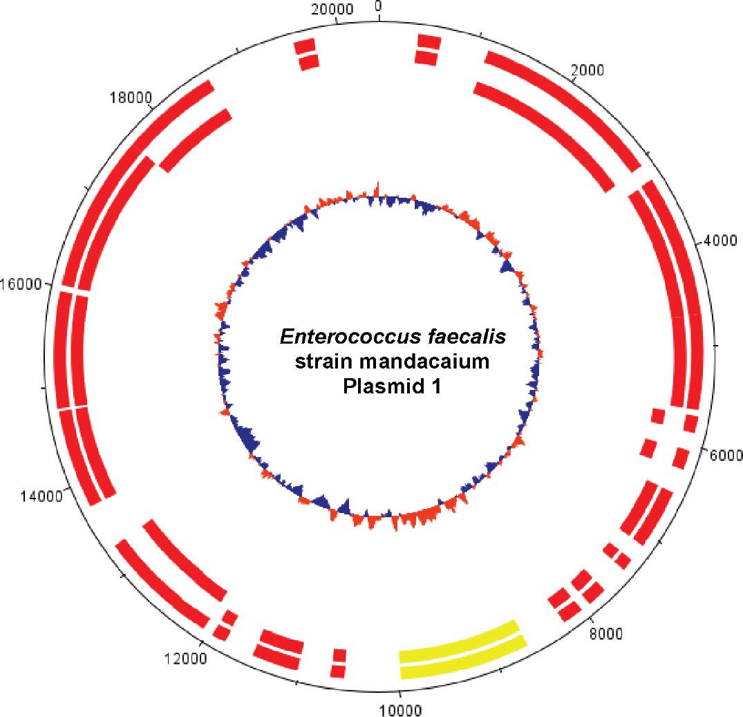 Graphical circular map of Enterococcus faecalis strain mandacaium plasmid 1 (20,406 bp). From outer circle to the center: all CDS on forward and reverse strands; all CDS on forward strand; all CDS on reverse strand. Green: > 95% of identity with reference genome; Yellow: 70% to 95% of identity with reference genome; Red: < 70% of identity with reference genome. Inner circle shows GC content (Blue: Below average; Orange: above average). The map was generated using DNAPlotter from Artemis (Carver et al., 2012).