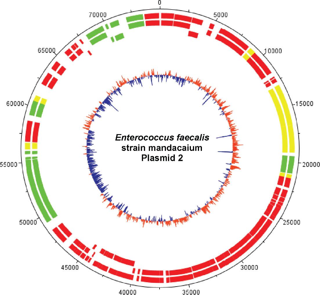 Graphical circular map of Enterococcus faecalis strain mandacaium plasmid 2 (74,988 bp). From outer circle to the center: all CDS on forward and reverse strands; all CDS on forward strand; all CDS on reverse strand. Green: > 95% of identity with reference genome; Yellow: 70% to 95% of identity with reference genome; Red: < 70% of identity with reference genome. Inner circle shows GC content (Blue: Below average; Orange: above average). The map was generated using DNAPlotter from Artemis (Carver et al., 2012).